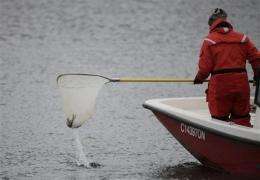 No Asian carp found yet in Ill. fish kill (AP)