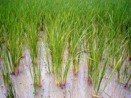 Novel research to root out how microbes affect rice plants