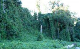 Nuisance or nutrient? Kudzu shows promise as a dietary supplement