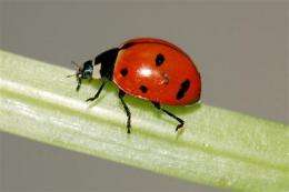 NY researchers give ladybugs a birds-and-bees talk (AP)