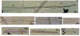 Oldest-known fibers to be used by humans discovered