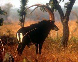 One of the last remaining images of Angola's elusive giant sable antelope