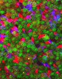 On your last nerve: NC State researchers advance understanding of stem cells