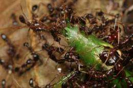 Orphan army ants join nearby colonies