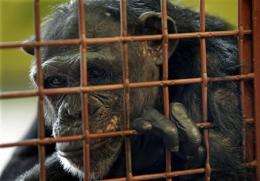 Owners struggle to find sanctuaries for chimps (AP)