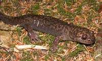 Pacific Giant Salamander (Dicamptodon tenebrosus)