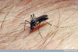 Parasite bacteria may help fight spread of mosquito-borne diseases