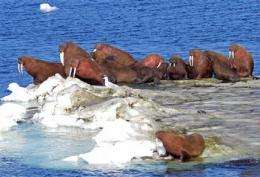 Partial walrus estimate alarms conservation group (AP)