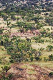 Patches of burnt grass are seen in a tree forest in the Ugandan north-eastern plains