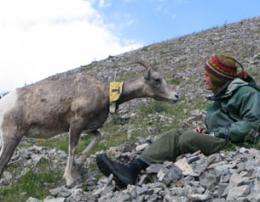Personality types may contribute to genetic success of bighorn sheep