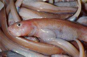 New fish discovered in the Bellingshausen Sea