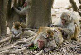 Plan to breed lab monkeys splits Puerto Rican town (AP)