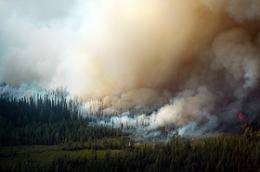 Plants could override climate change effects on wildfires