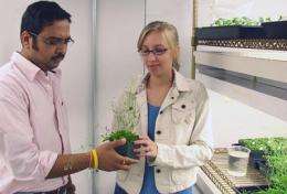 Plants recognize siblings, and UD researchers have discovered how