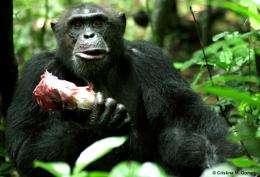 Wild chimpanzees exchange meat for sex