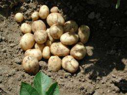 Precision breeding creates super potato