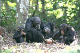 Primate archaeology sheds light on human origins