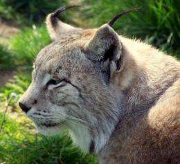 Proposal to reintroduce Iberian lynx on abandoned agricultural land