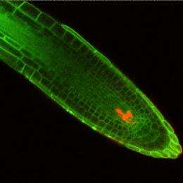 Protecting the future: How plant stem cells guard against genetic damage