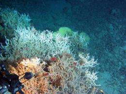 Protection plan deep-sea coral reefs considered (AP)