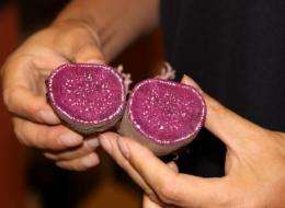 Purple sweet potato means increased amount of anti-cancer components
