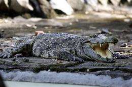 Rare crocs found hiding in plain sight in Cambodia (AP)