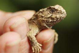 Rare reptile hatchling found on New Zealand (AP)