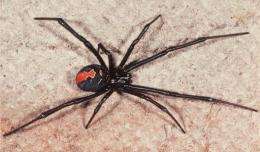 Redback spiders were first spotted in Japan in 1995