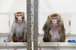 Reduced diet thwarts aging, disease in monkeys