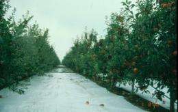 Reflective film can boost profits for apple growers