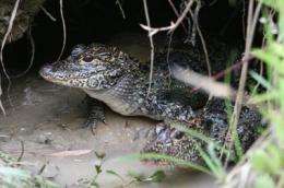 Reintroduced Chinese alligators now multiplying in the wild in China