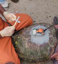 Remotely Operated Vehicles and Satellite Tags Aid Turtle Studies