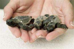 Report: Loggerhead turtles at risk of extinction (AP)