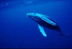 Researcher: Culling whales will not boost tropical fisheries
