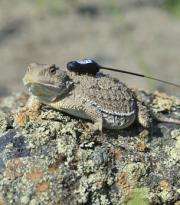 Researcher wants to tip the scales for northern lizard