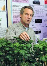 Research examines how plants produce high-energy storage organs 