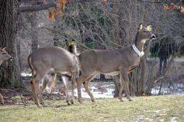 Research explores options for deer population control 