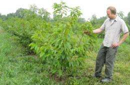 Reviving American chestnuts may mitigate climate change
