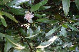 Rhododendron expansion may increase the chance of landslides on Southern Appalachian slopes