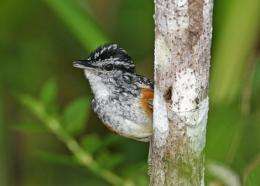 Rival bird species evolve to sing same tune