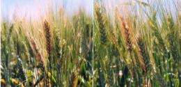 Rot-resistant wheat could save farmers millions