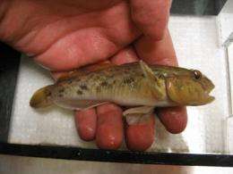 Round Goby invade Great Lakes