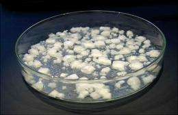 Could salt crusts be key ingredient in cooking up prebiotic molecules?