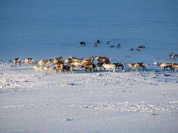 Satellite snow maps help reindeer herders adapt to a changing Arctic