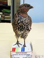 Scientists nail quail mystery