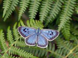 Scientists publish the discoveries that saved the large blue butterfly
