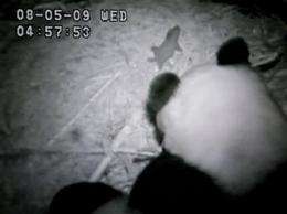 SD Zoo's online Panda Cam crashes due to overload (AP)