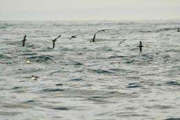 Seabird's ocean lifestyle revealed