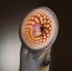 Sea lampreys jettison one-fifth of their genome