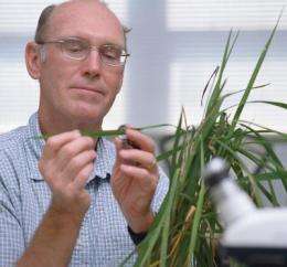 See no weevil: researcher tracks rice bugs to help farmers, consumers